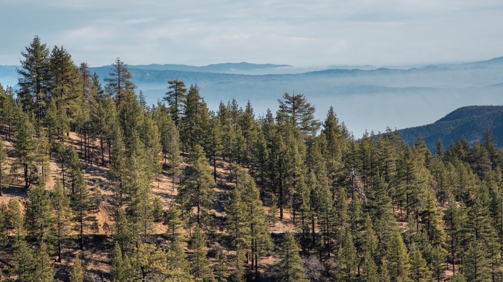 Jeffrey pine forest, Mt. Pinos